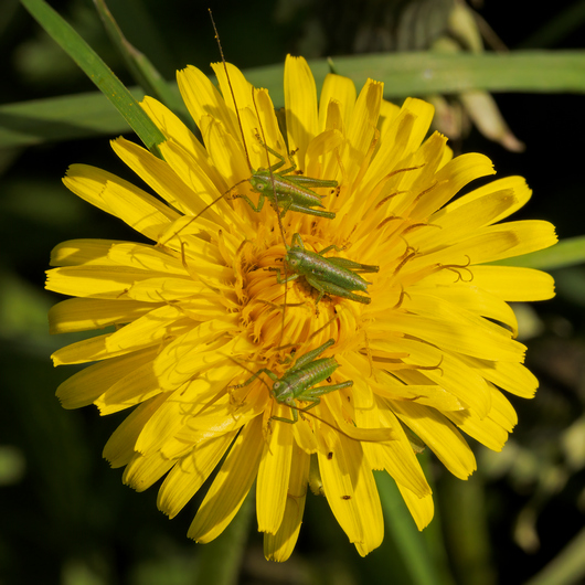 Neanidi di Tettigonia sp.